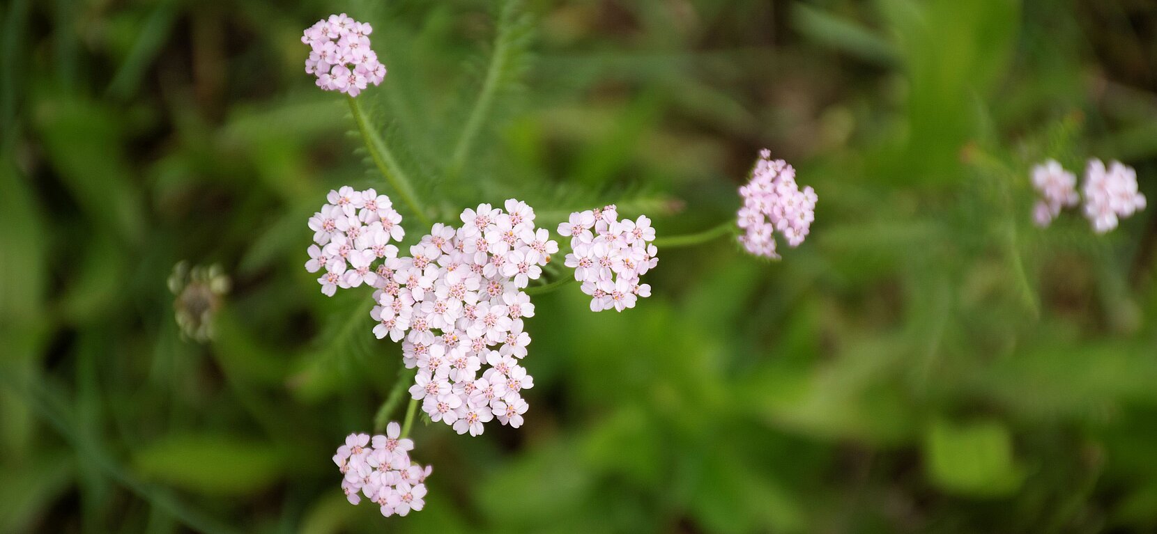 Schafgarbe Schafgarbe Kräuterkolumne
