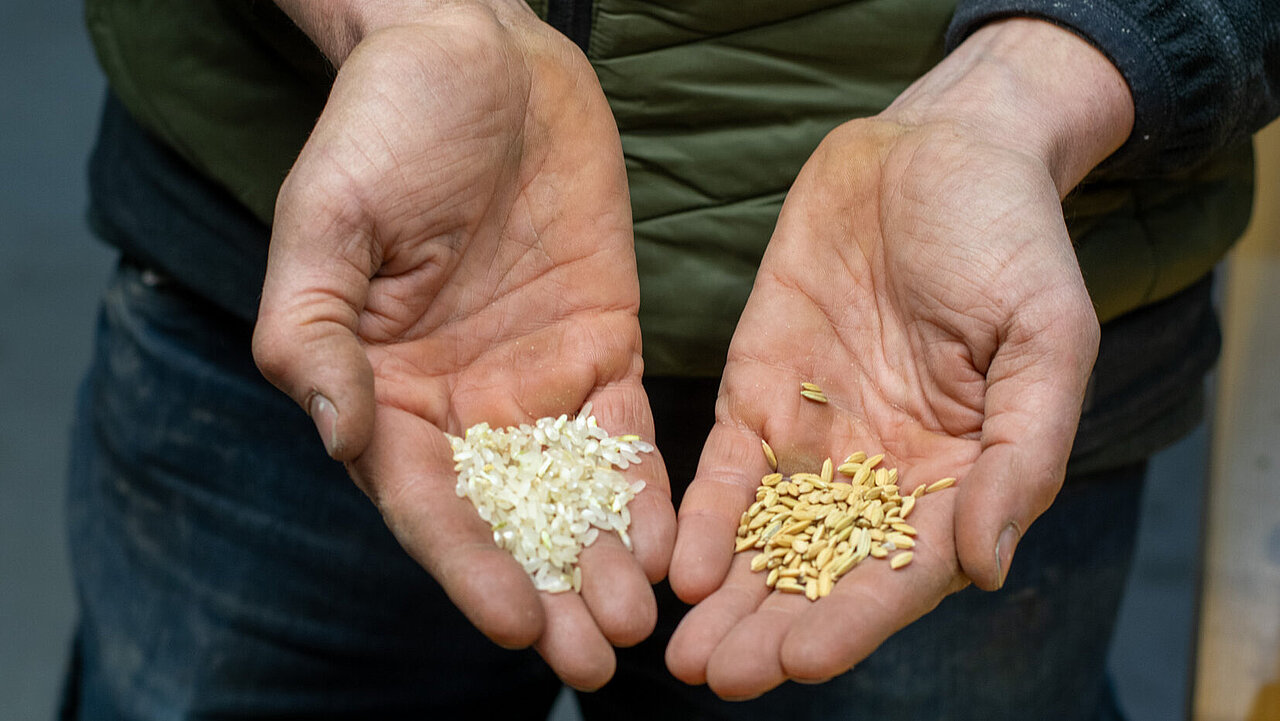 Riz du Vully Reisanbau Schweiz Léandre Guillod