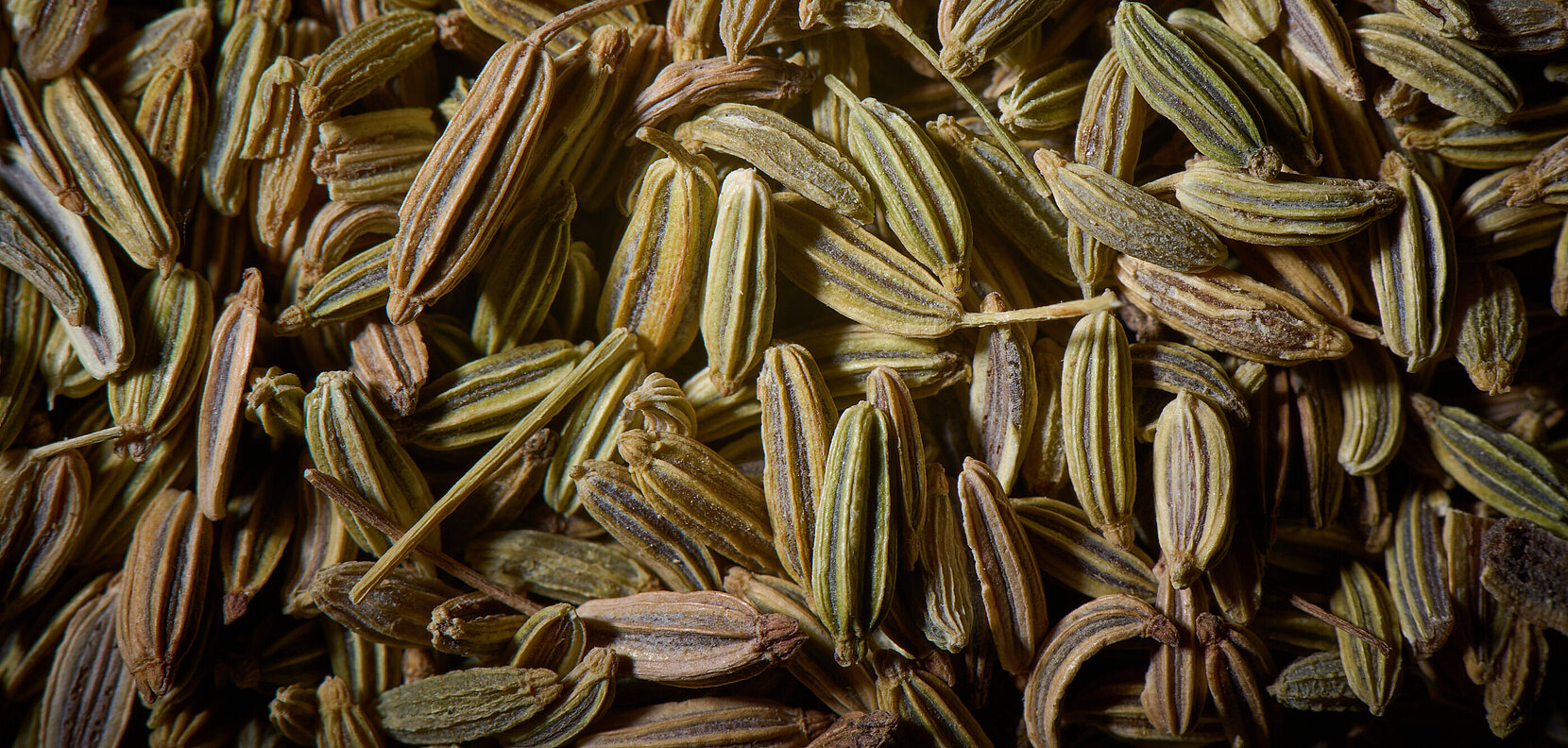 Fenchel Heilkraut Gewürz Gemüse Barbara Hess