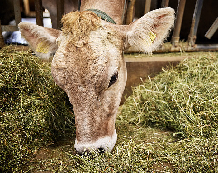 Die Milch von Kühen der Rasse Braunvieh eignet sich laut Schmid nebst Jersey-Milch besonders fürs Käsen.