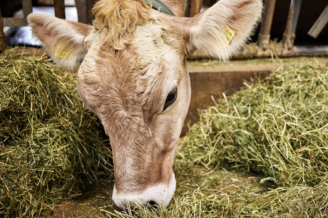 Die Milch von Kühen der Rasse Braunvieh eignet sich laut Schmid nebst Jersey-Milch besonders fürs Käsen.