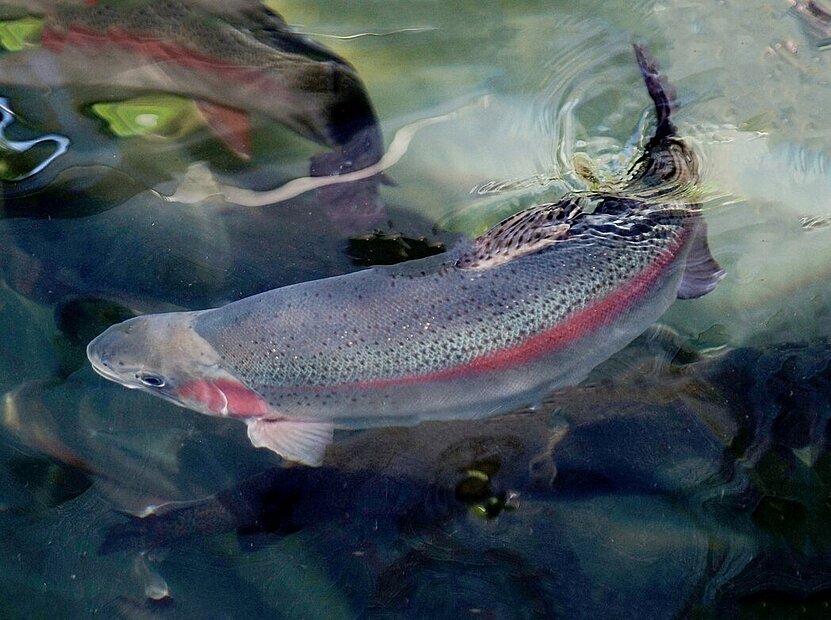 Brüggli-Forellen Sattel Fischzucht Seenland