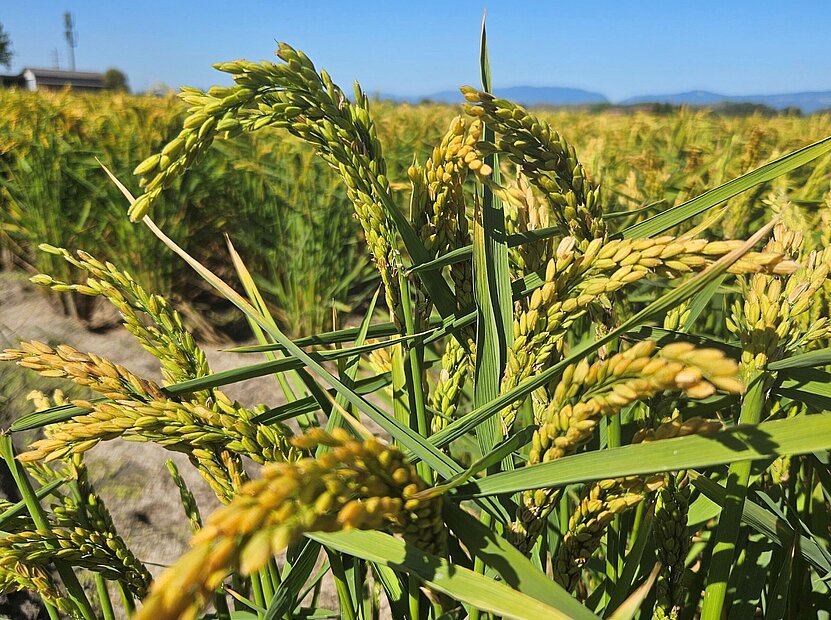 Riz du Vully Reisanbau Schweiz Léandre Guillod