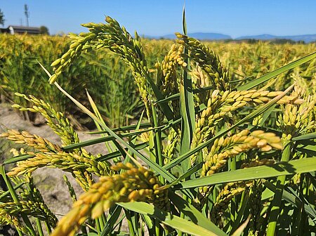 Riz du Vully Reisanbau Schweiz Léandre Guillod