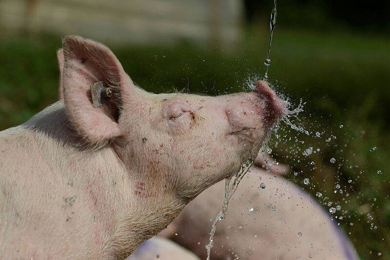 Schweinemarkt Schweiz