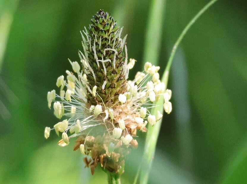 Spitzwegerich Kräuterkolumne Nina Kobelt