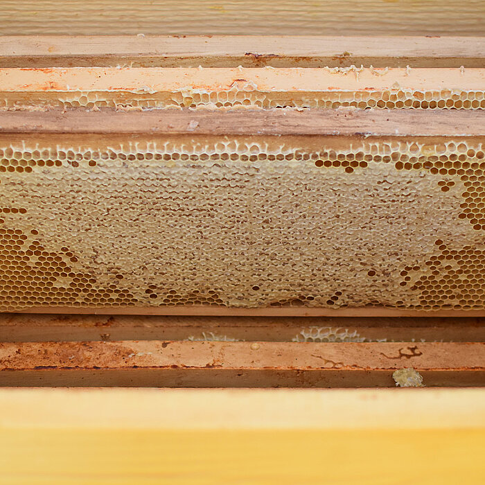Bienenwaben