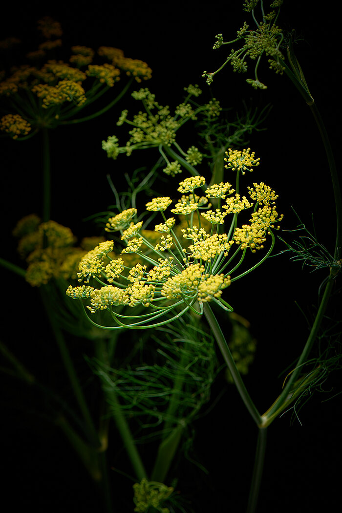 Fenchel Heilkraut Gewürz Gemüse Barbara Hess
