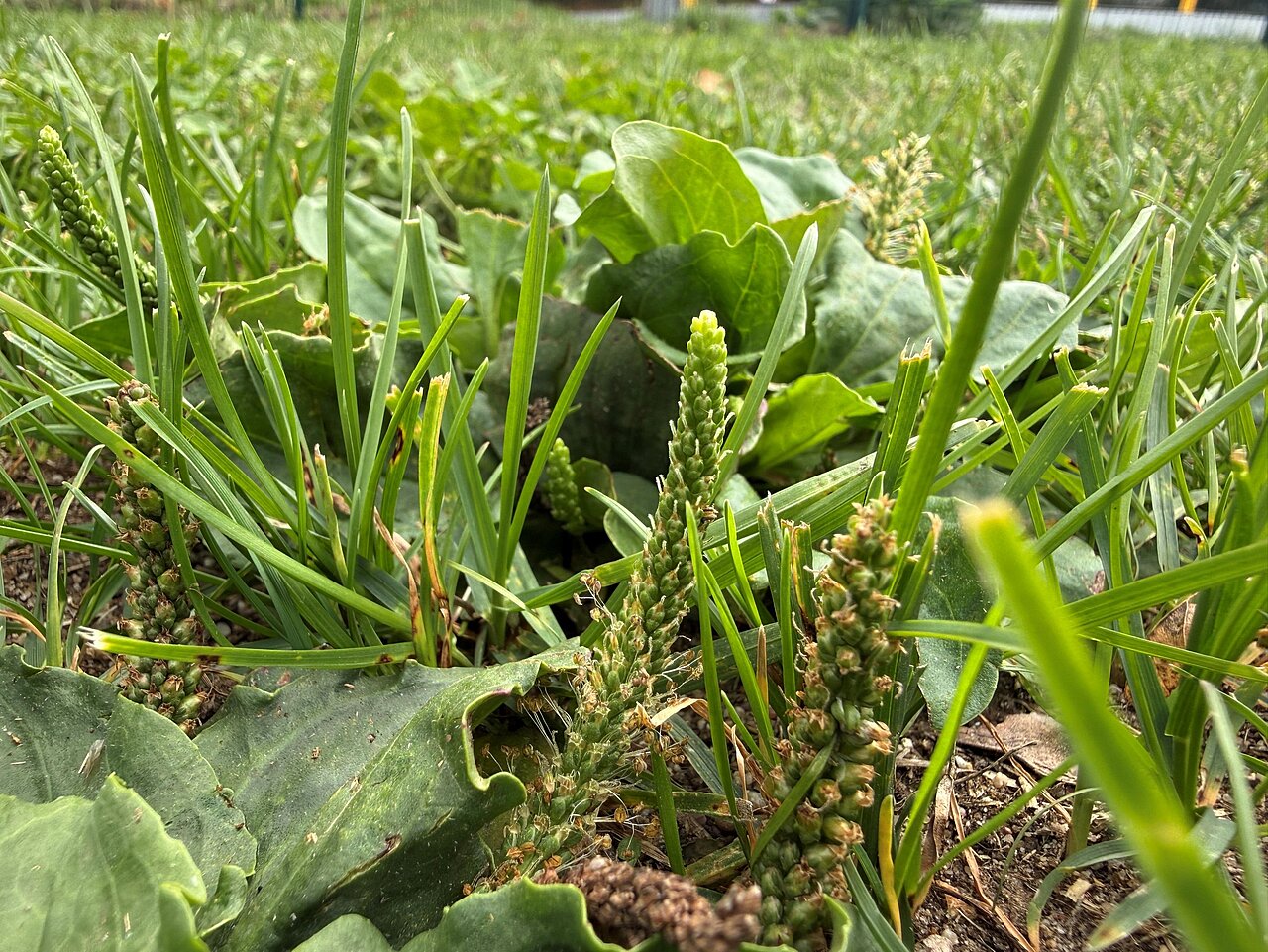 Spitzwegerich Kräuterkolumne Nina Kobelt