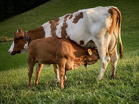 Kuh mit Kalb