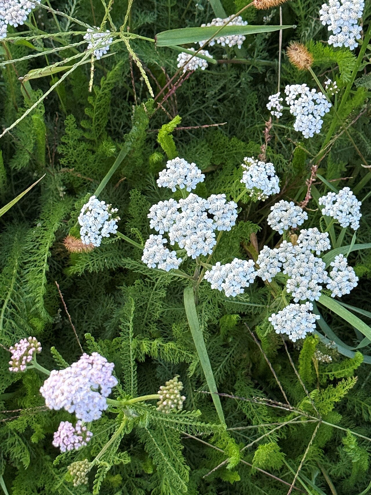 Schafgarbe Kräuterkolumne