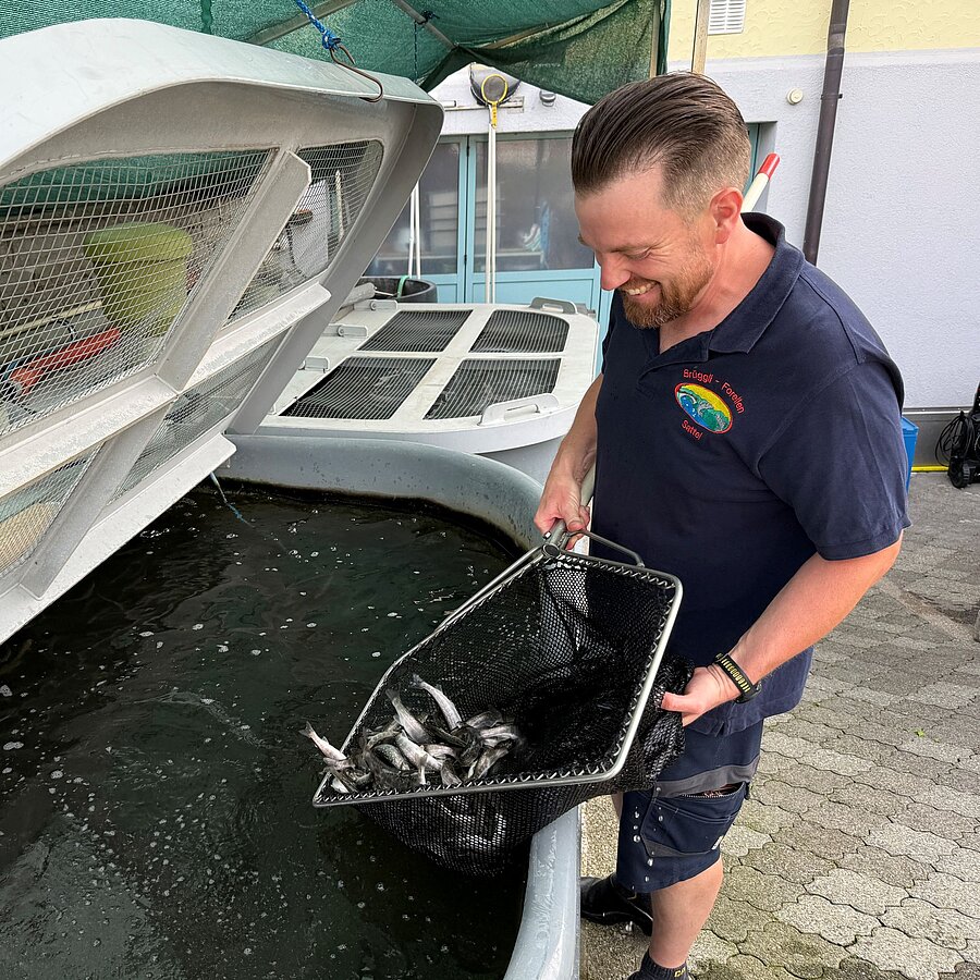 Brüggli-Forellen Sattel Fischzucht Seenland