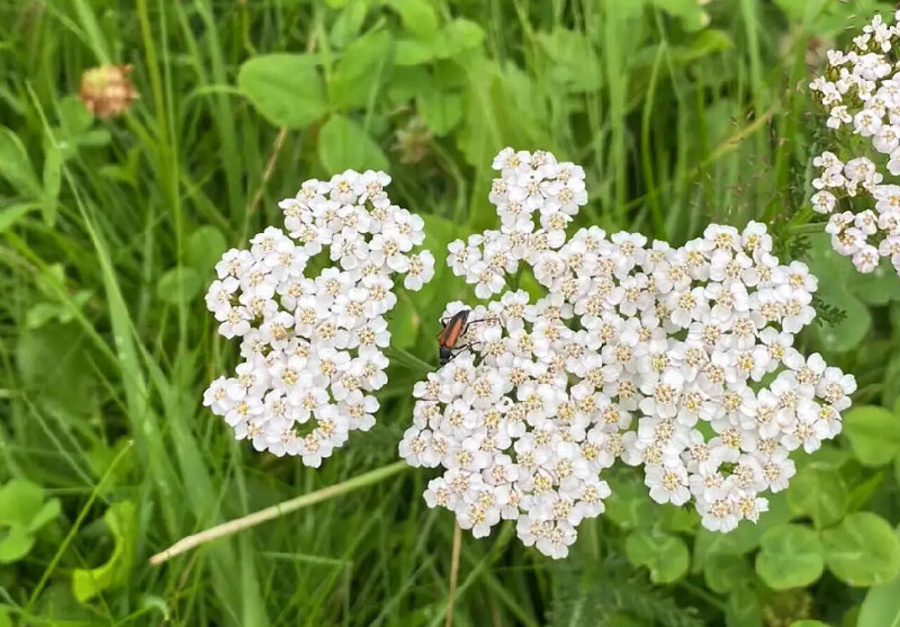 Schafgarbe Kräuterkolumne