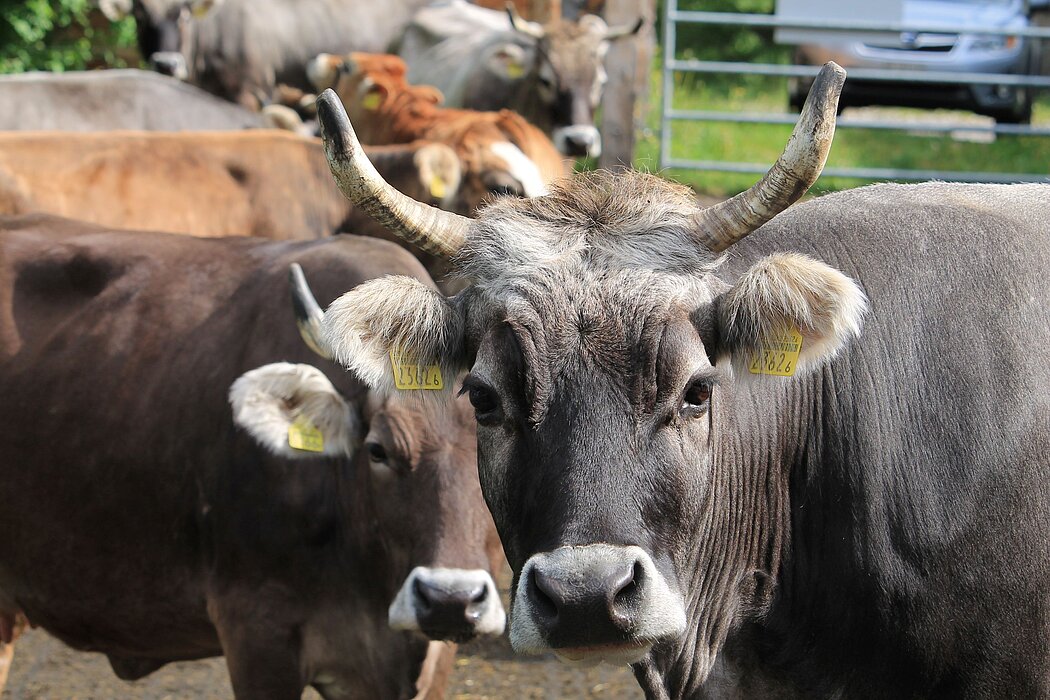Marcel Heinrich Filisur Biohof Las Sorts