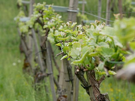 Hoss Hauksson Weine Winzerporträt