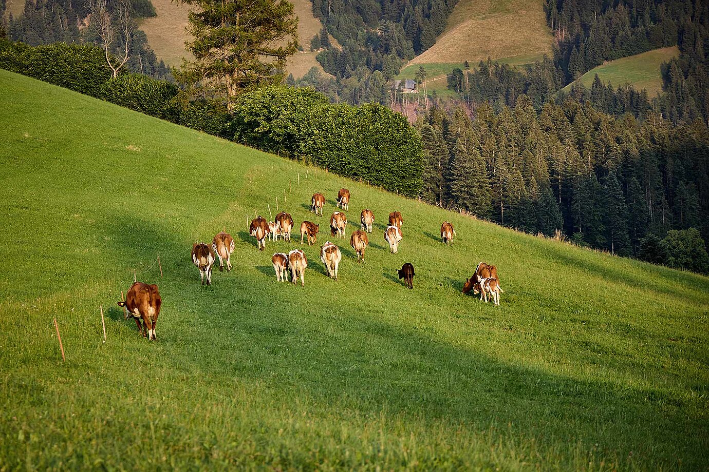 Kühe auf der Weide