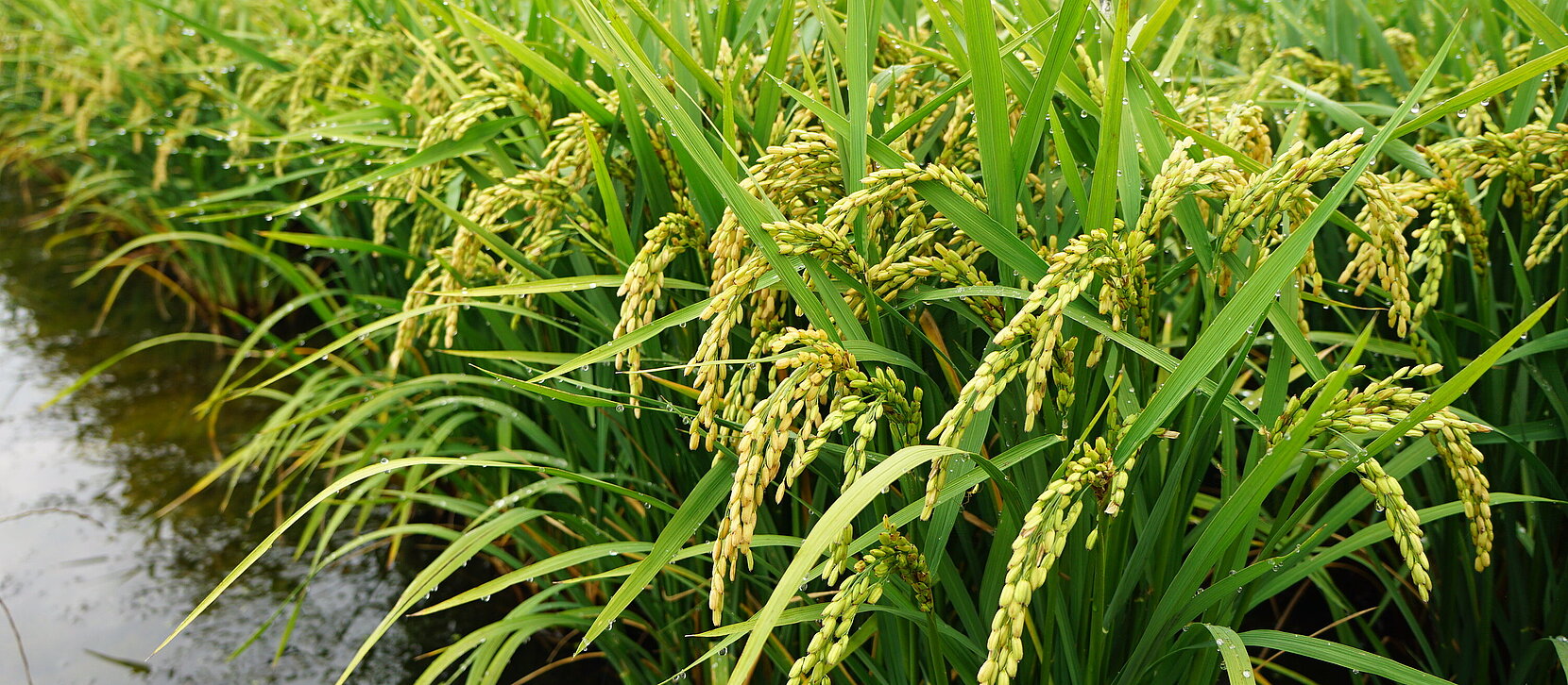 Riz du Vully Reisanbau Schweiz Léandre Guillod