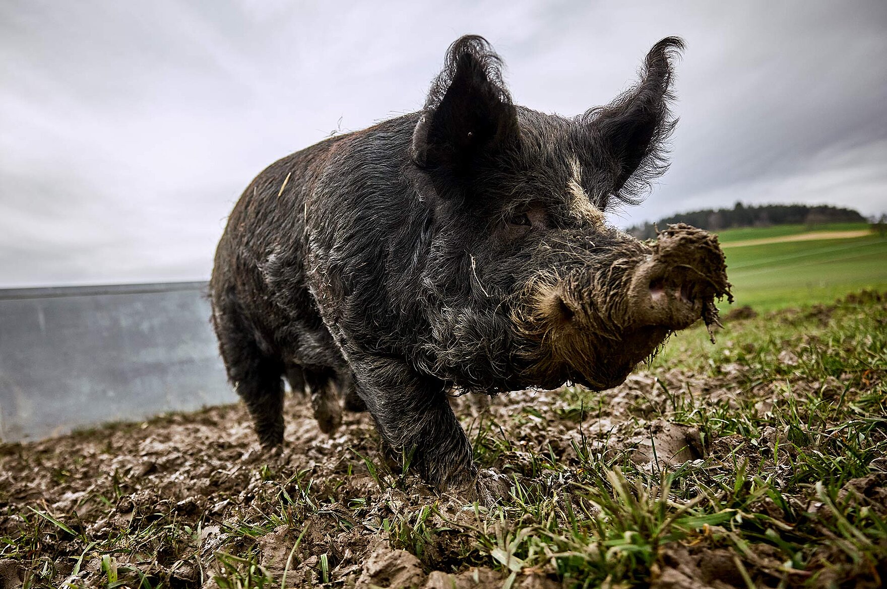 kuro schwein auf weide