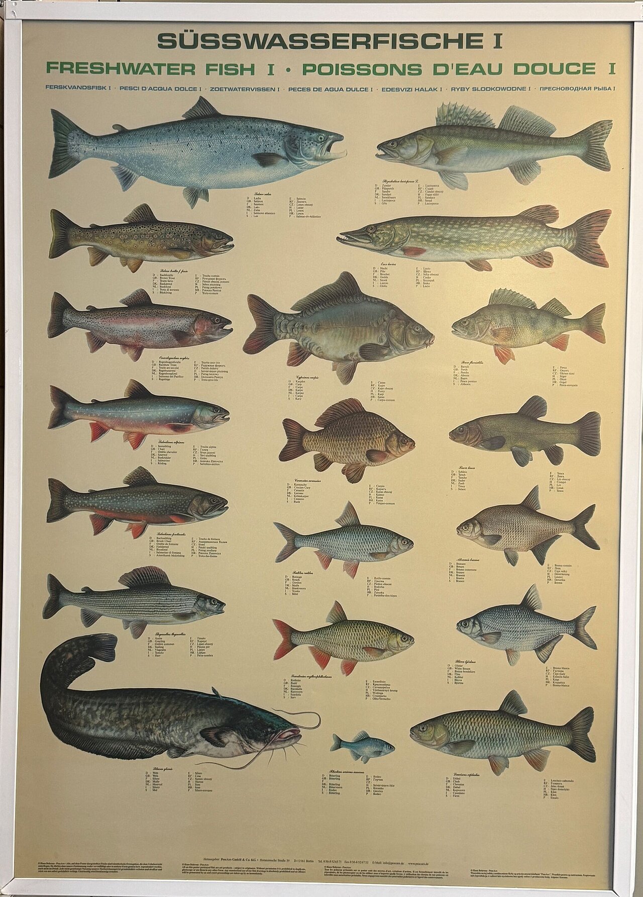 Brüggli-Forellen Sattel Fischzucht Seenland