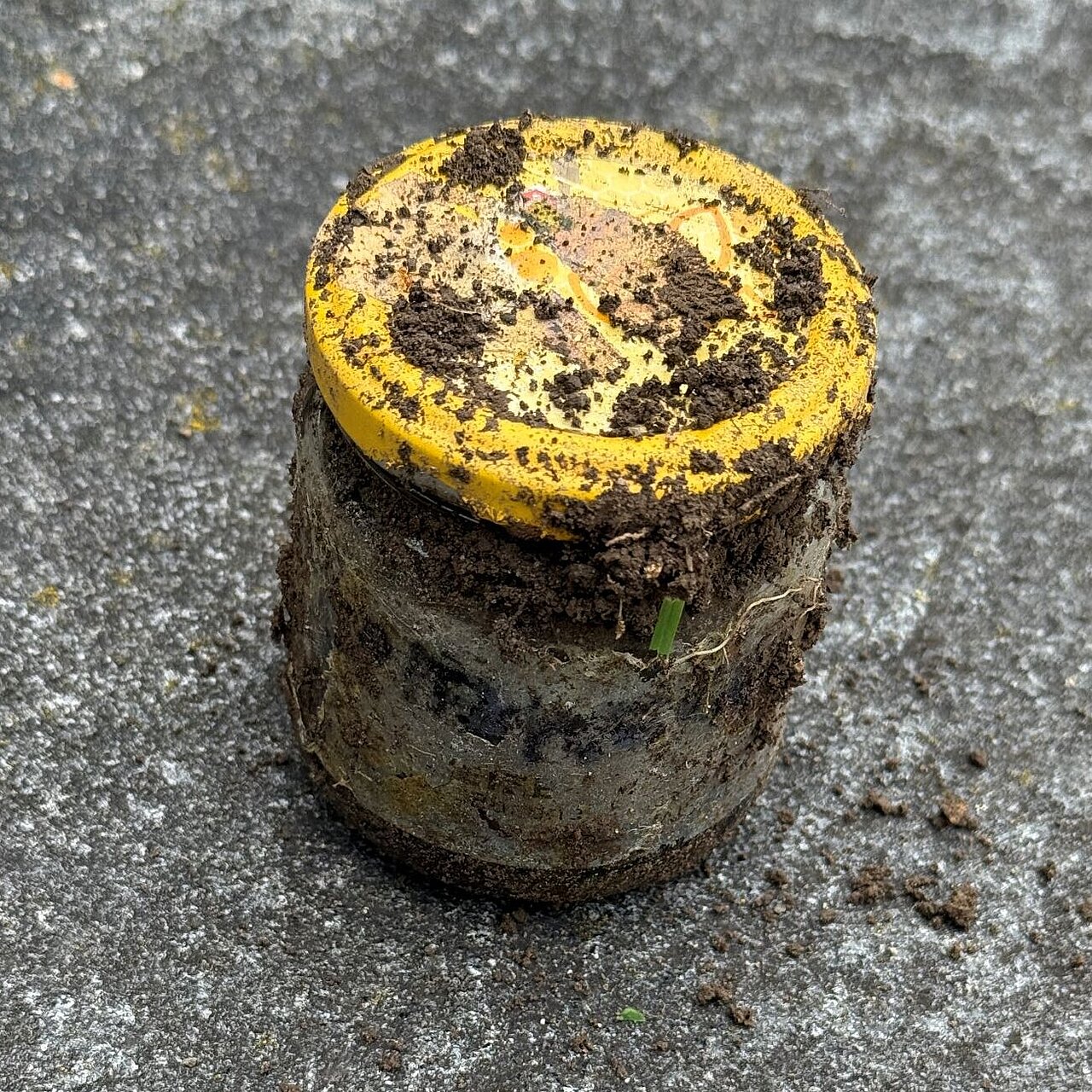 Spitzwegerich Kräuterkolumne Nina Kobelt