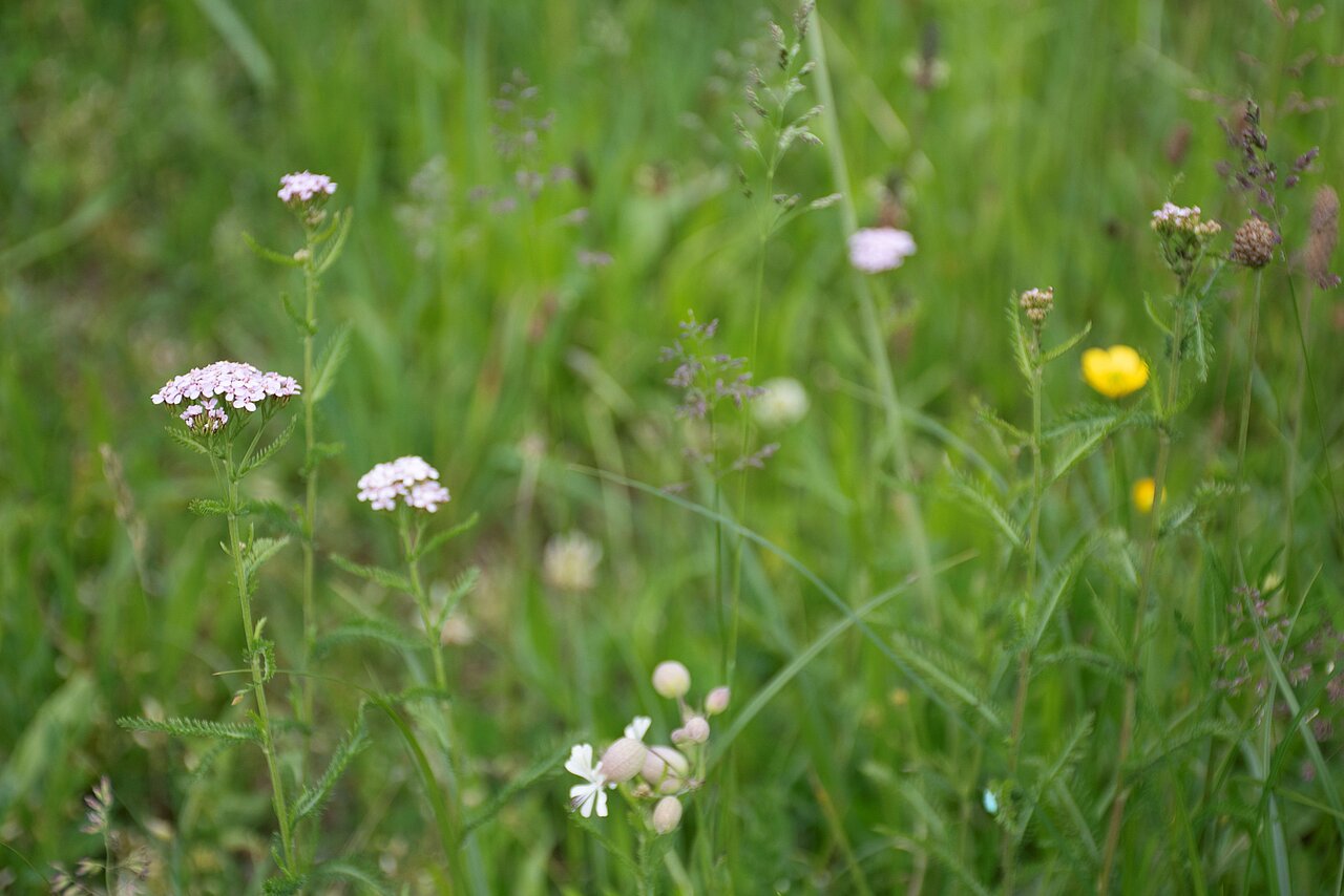 Schafgarbe Kräuterkolumne