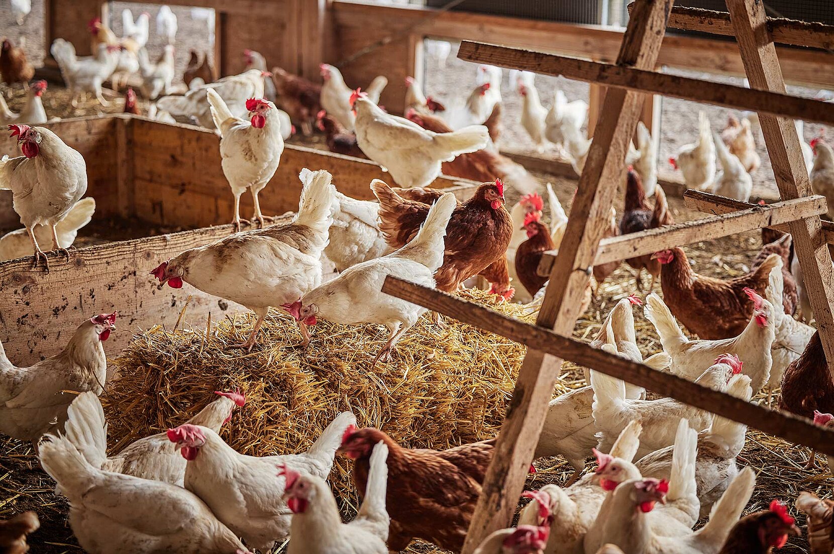 Blick in den Hühnerstall