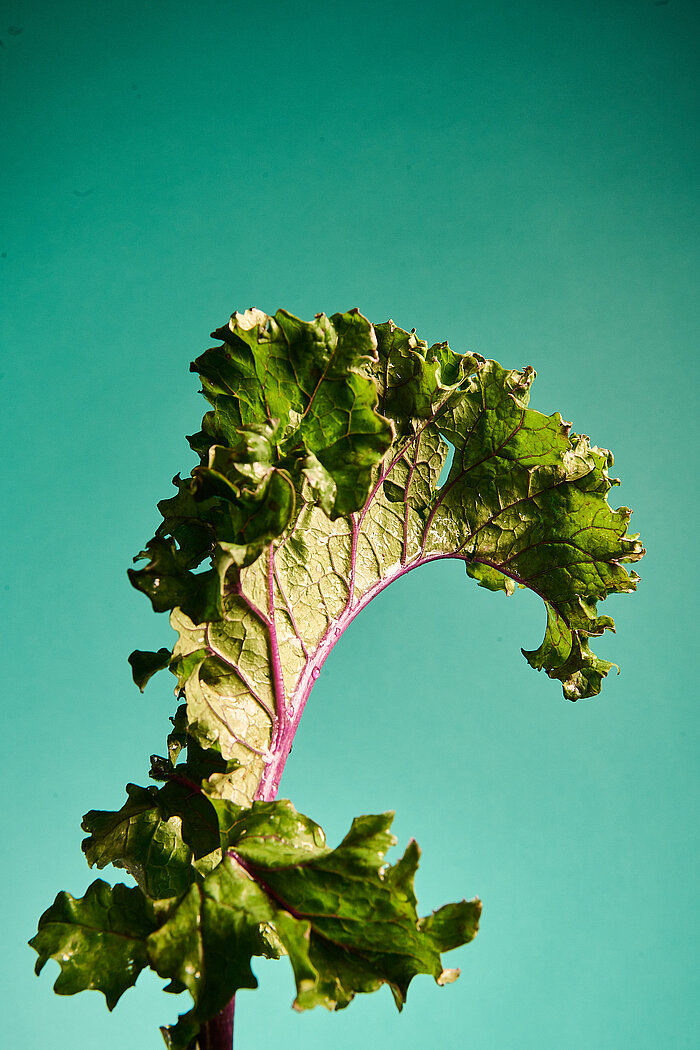 Was hat Saison? Barbara Hess Federkohl