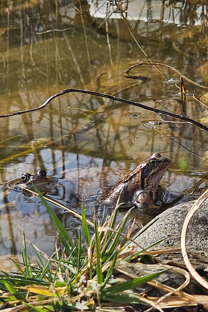 Frosch im Teich