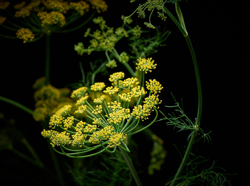 Fenchel Heilkraut Gewürz Gemüse Barbara Hess