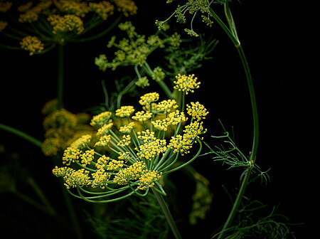 Fenchel Heilkraut Gewürz Gemüse Barbara Hess