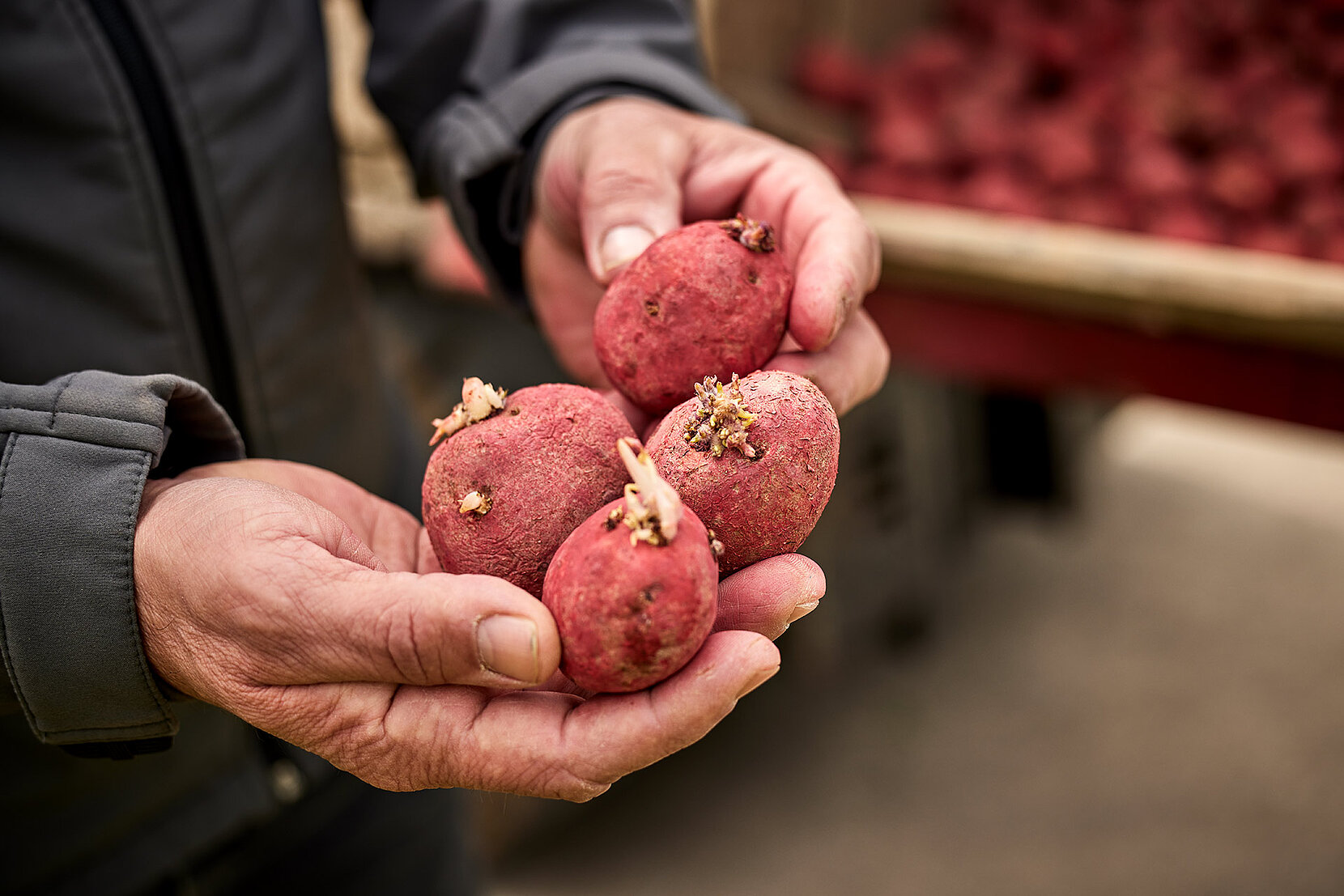 kartoffeln in der Hand