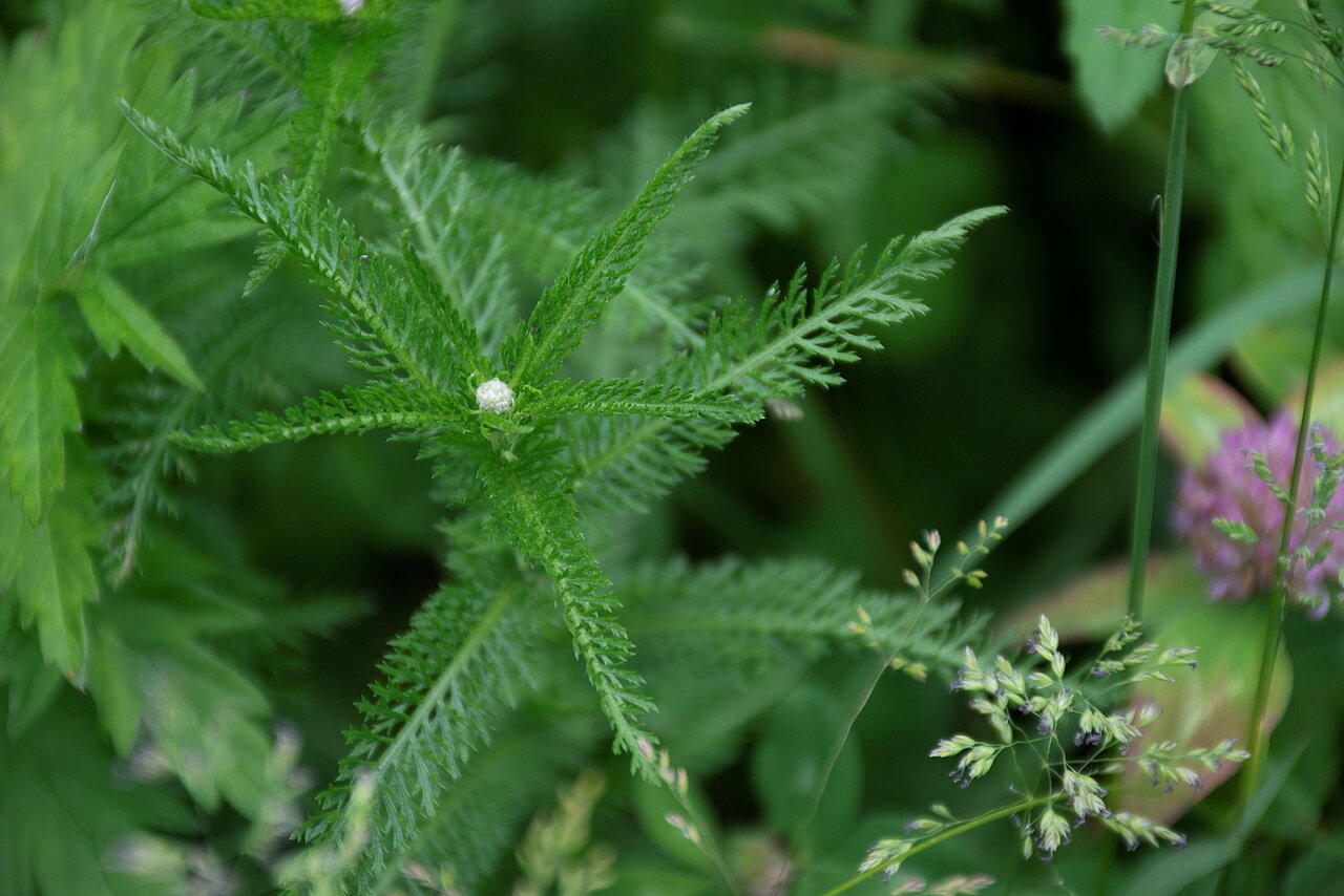 Schafgarbe Kräuterkolumne