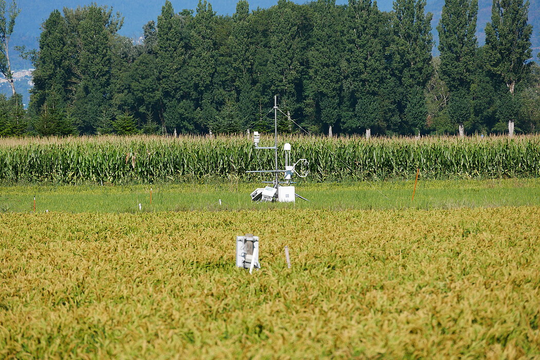 Riz du Vully Reisanbau Schweiz Léandre Guillod