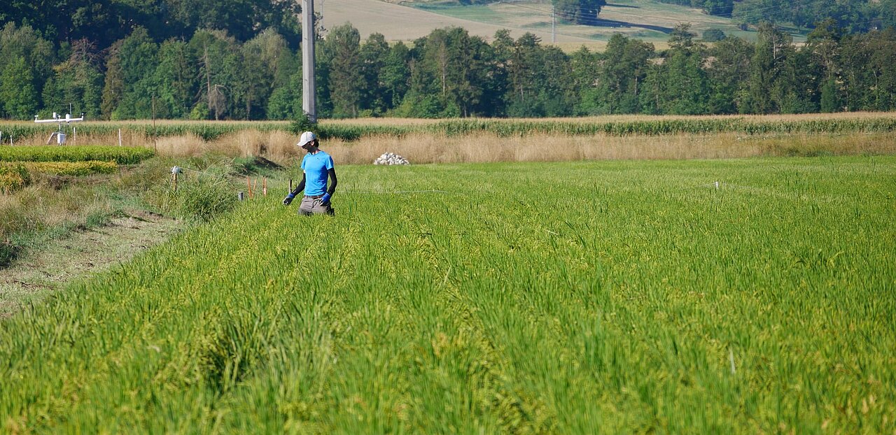Riz du Vully Reisanbau Schweiz Léandre Guillod