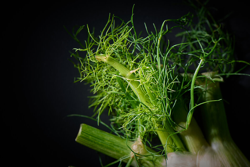 Fenchel Heilkraut Gewürz Gemüse Barbara Hess