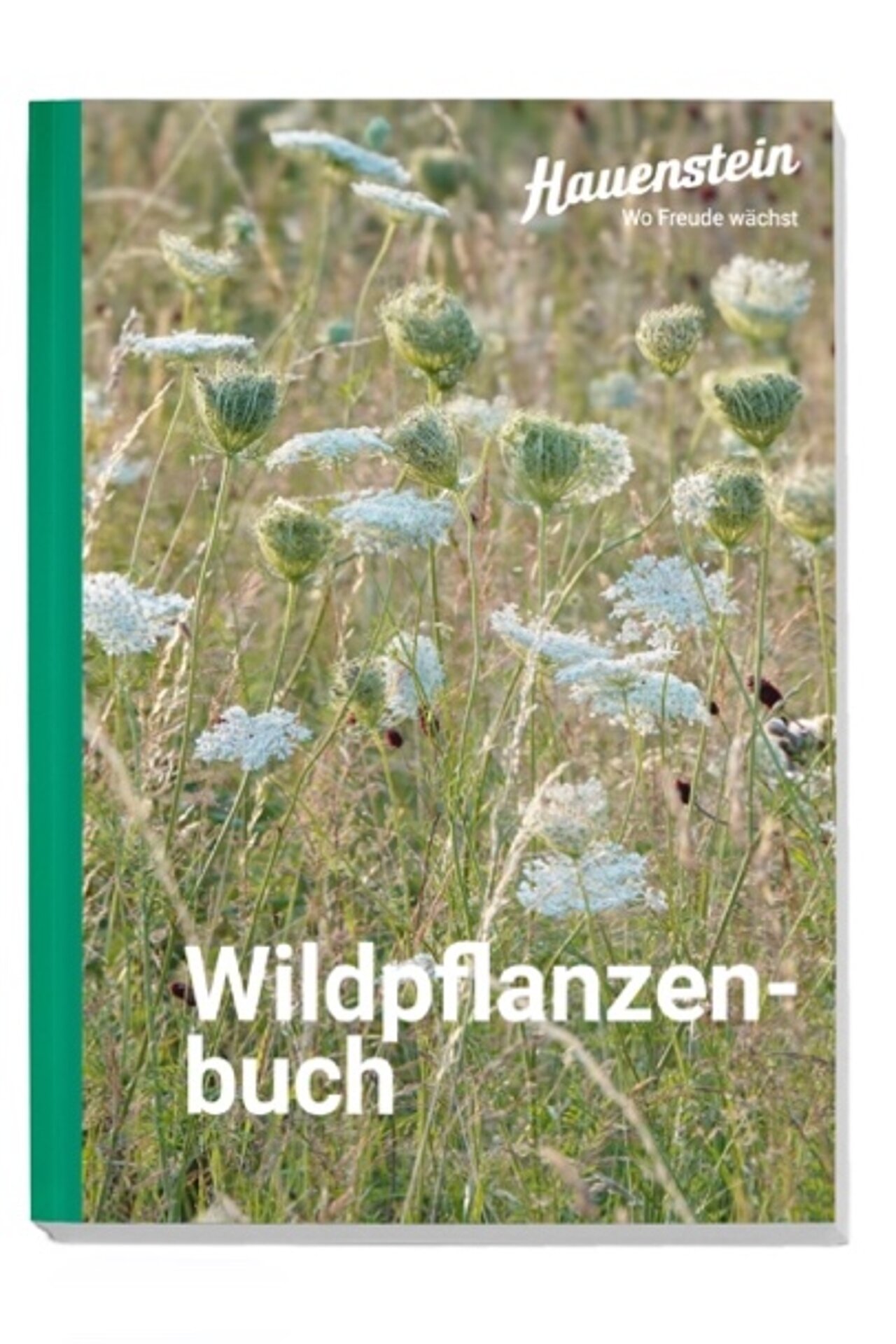 Wegwarte Kräuterkolumne