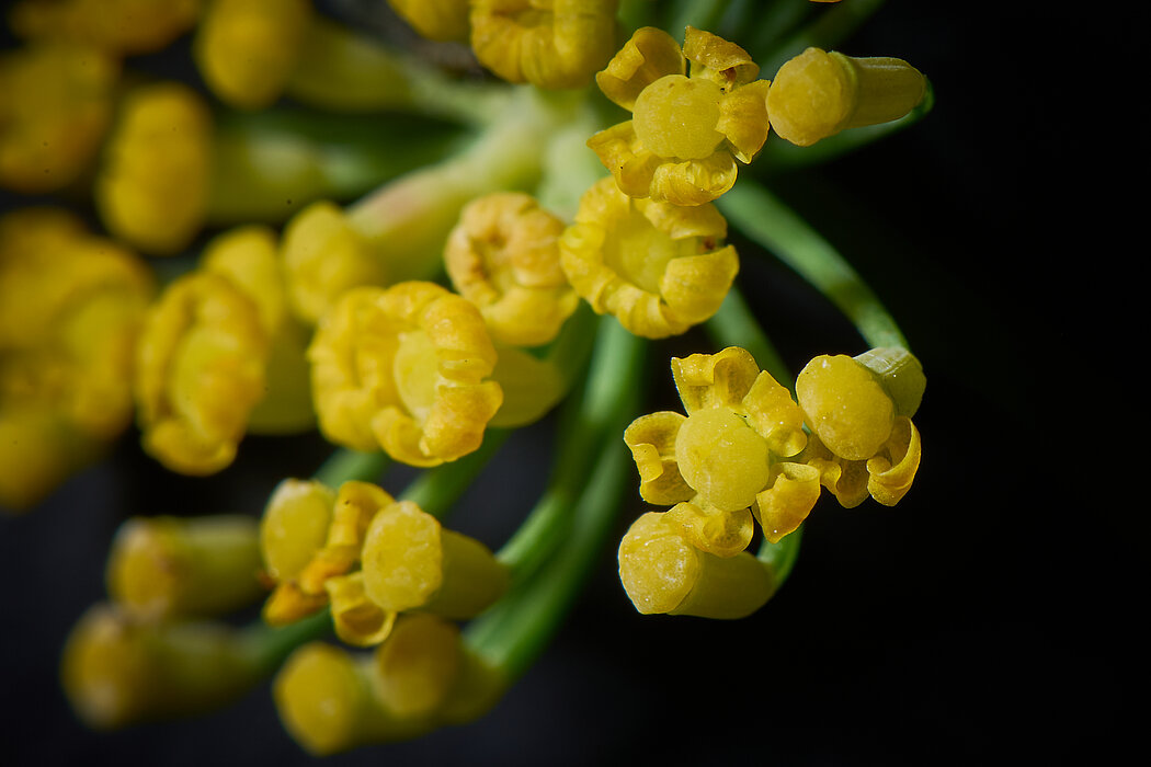Fenchel Heilkraut Gewürz Gemüse Barbara Hess