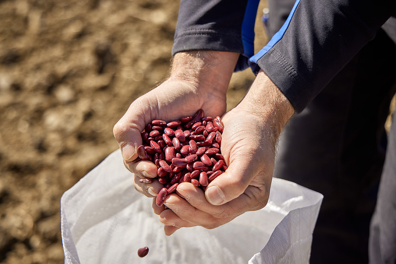 Bohnen in der Hand
