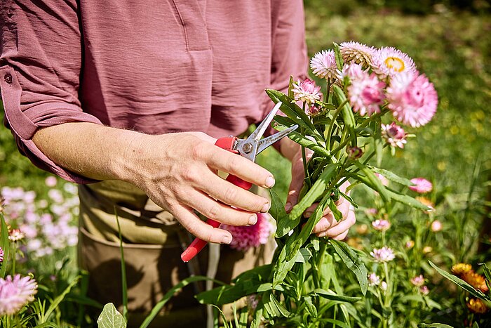 Blumen schneiden