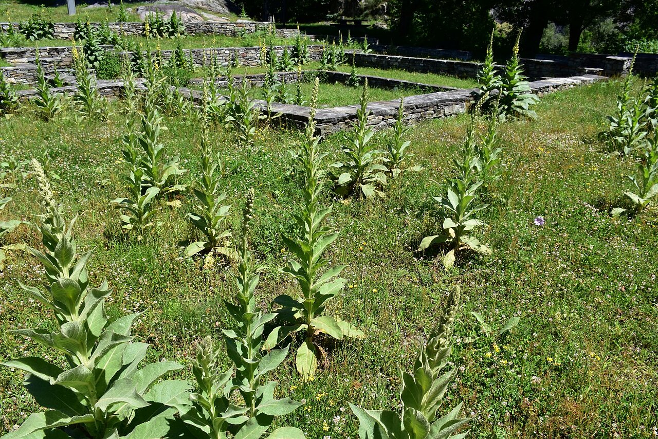 Königskerze