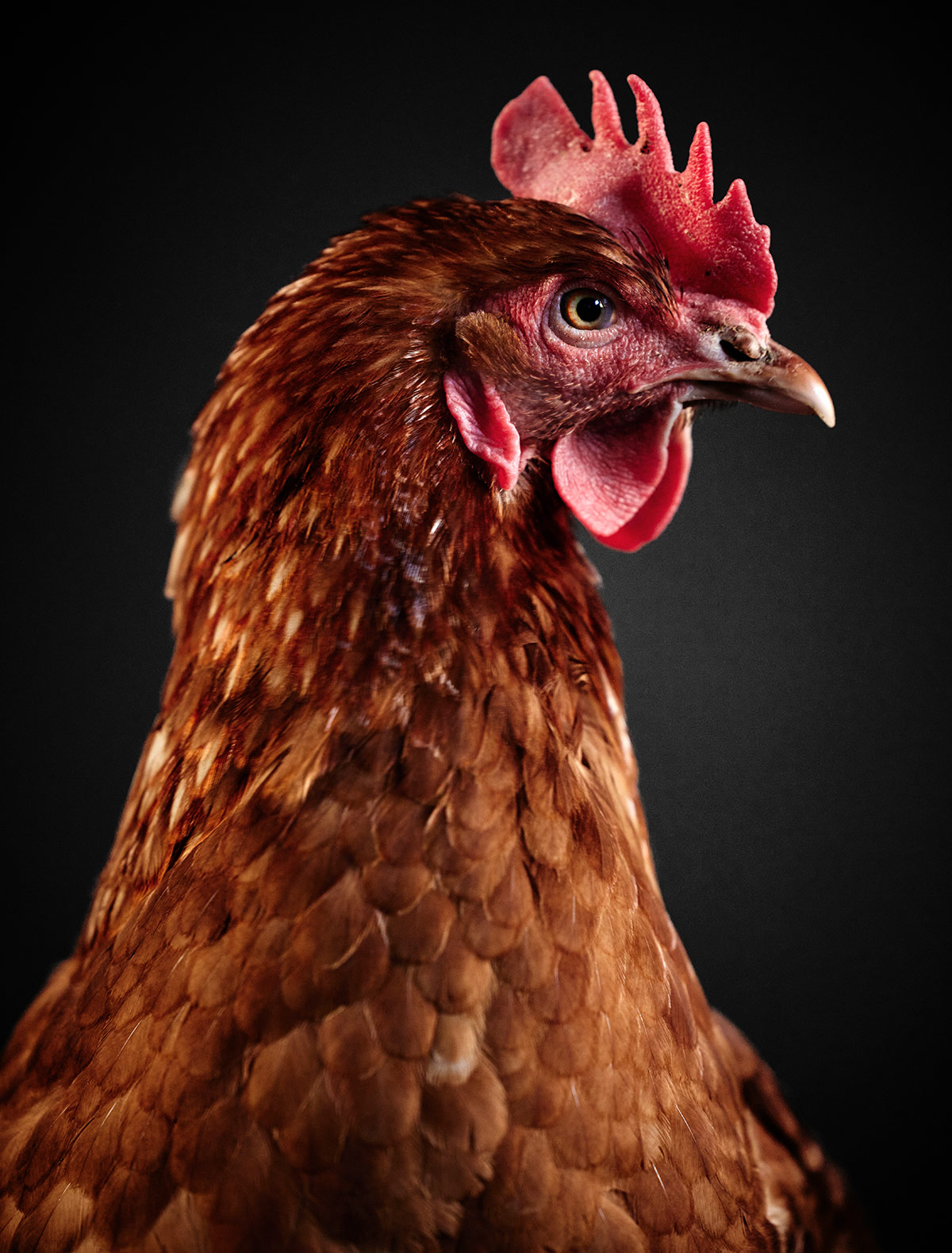 Das Huhn in der Suppe